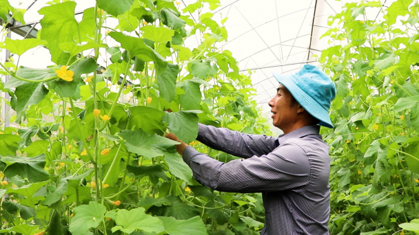 Trồng dưa lưới hữu cơ, sau 4 tháng thu về khoảng 200 triệu đồng