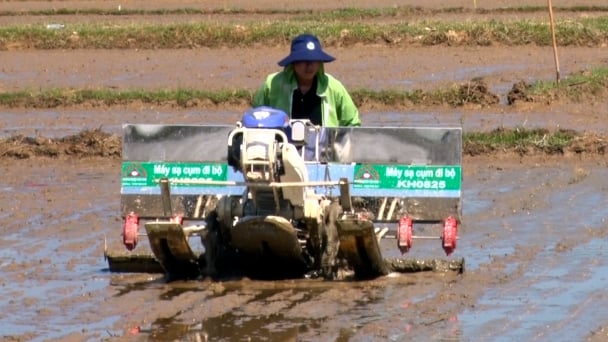 Quảng Trị ứng dụng máy sạ cụm trên giống Bắc Thơm 7