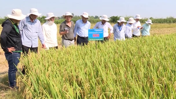 Nhiều bộ giống của Vinaseed được liên kết sản xuất ở Huế