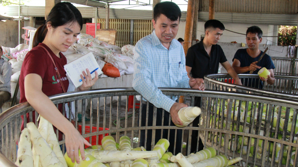 Thu hoạch măng thương phẩm, mỗi hecta thâm canh cao thu được 80 triệu đồng