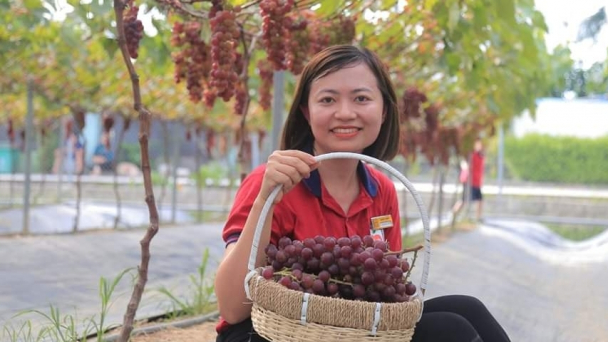 Trồng nho hữu cơ kết hợp trải nghiệm cho thu nhập hơn 200 triệu đồng/vụ