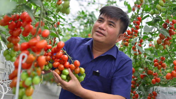 Lai tạo bộ giống cà chua ăn tươi, trái ngọt như nho, táo