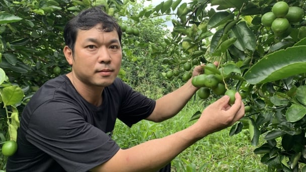 Bỏ lúa trồng chanh, ‘hành trình đổi đời của nông dân Trà Vinh’