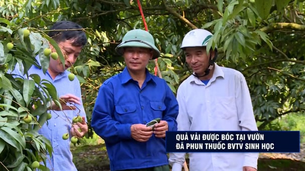Quản lý hiệu quả sâu đục quả vải bằng thuốc sinh học