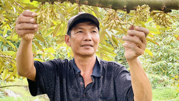 Triển vọng mô hình trồng sầu riêng hữu cơ ra trái nghịch vụ tại Hậu Giang