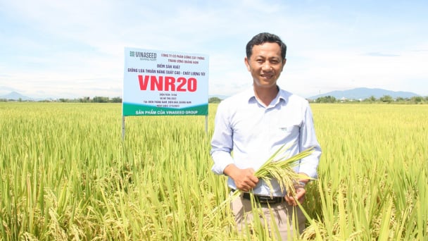 Bộ giống lúa của Vinaseed Group vững vàng trong vụ hè thu
