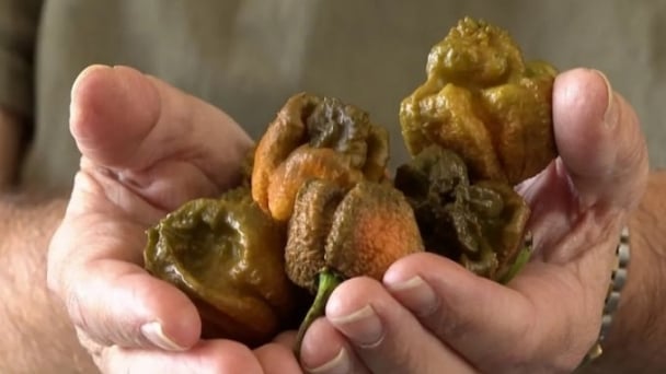Kỷ lục Guinness công nhận Pepper X là giống ớt cay nhất thế giới