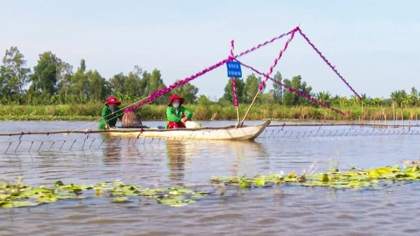 Tranh tài đẩy côn, úp nơm bắt cá mùa nước nổi