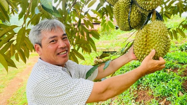Sầu riêng lâu già và đạt năng suất nhờ chất cải tạo đất SEA
