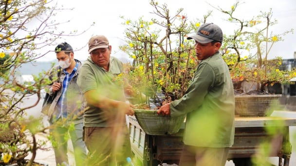Hoa Tết An Nhơn vui buồn những ngày cuối năm