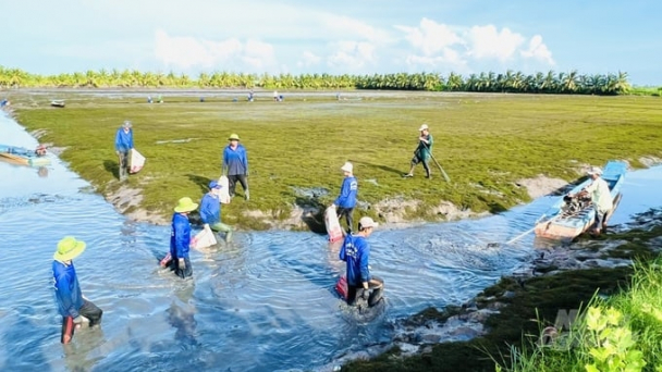 Đầu xuân xuống đồng bắt tôm càng xanh trên những cánh đồng lúa
