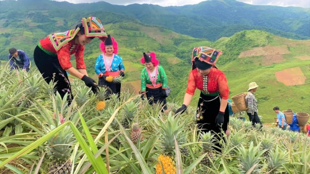 Đưa Sơn La thành trung tâm sản xuất, chế biến rau quả ở Tây Bắc