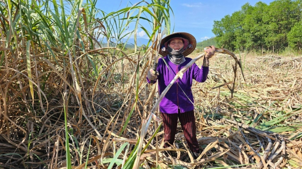 Giá mía tăng thêm 50.000 đồng/tấn, nông dân vẫn kém vui