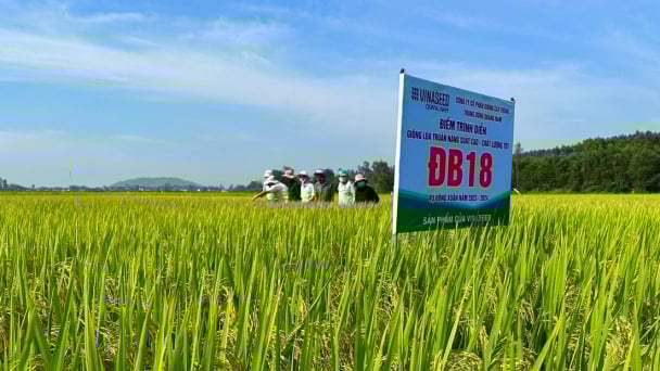 Bộ giống lúa Vinaseed tạo ấn tượng mạnh ở Quảng Ngãi