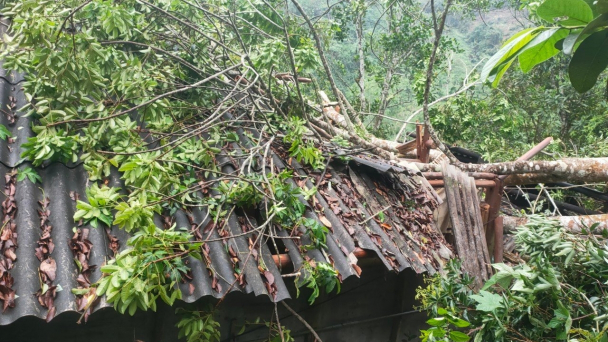 Tan hoang sau dông lốc: 576 nhà ở tốc mái, hoa màu gãy đổ 165ha