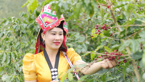 Phúc Sinh Sơn La với mùa quả ngọt Arabica