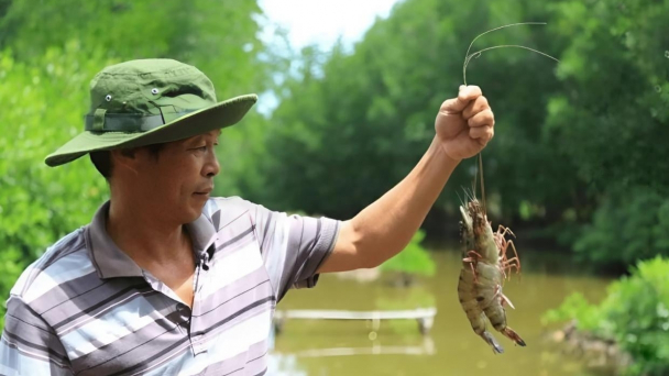 Lợi ích kép từ nuôi thủy sản dưới tán rừng ngập mặn