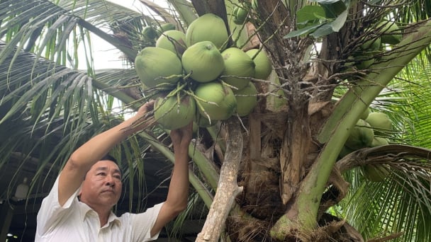 Cam kết bao tiêu 288ha dừa hữu cơ đạt chứng nhận châu Âu