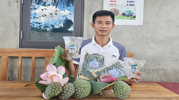 Biến đồng lúa một vụ thành vùng sen du lịch