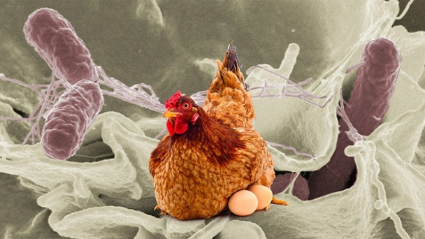 Kiểm soát Salmonella trong chăn nuôi gia cầm theo hướng Một sức khỏe