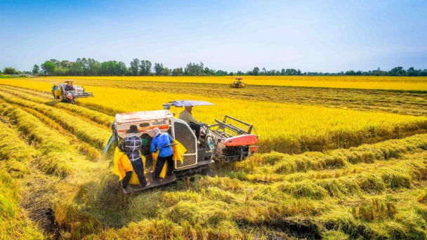 Tây Ninh đặt mục tiêu chuyển đổi xanh, phát thải thấp 145.000ha diện tích trồng lúa