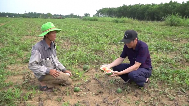 Dưa hấu Vĩnh Tú mất mùa