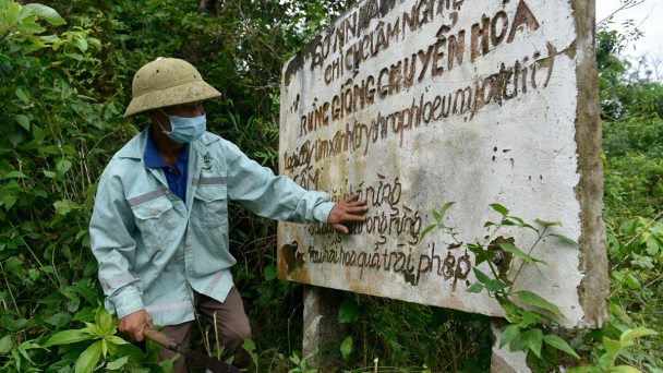 Phục hồi 591ha nguồn gen lim xanh bản địa