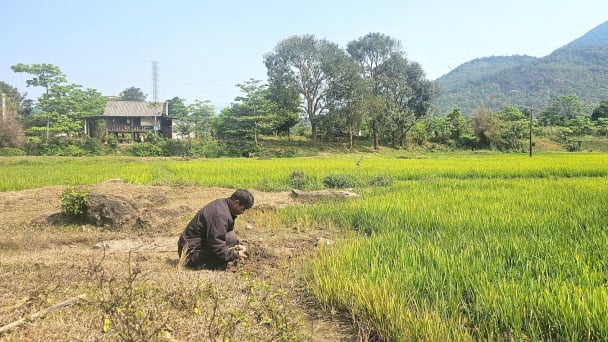 Hàng chục ha lúa bị khô khát do thiếu công trình thủy lợi nội đồng