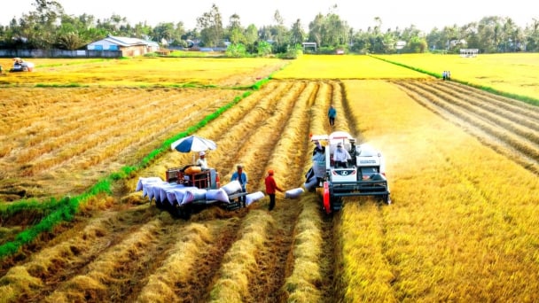 37 hợp tác xã tiếp tục trồng lúa chất lượng cao, giảm phát thải