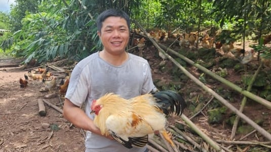 Nuôi gà đặc sản chăn thả bán tự nhiên trên triền đồi xanh