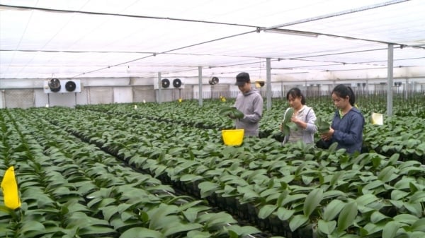 Trồng lan hồ điệp cho hiệu quả kinh tế, giảm nghèo bền vững