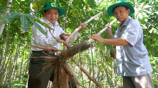 Khoa học giúp hồi sinh cây sắn - cây giảm nghèo