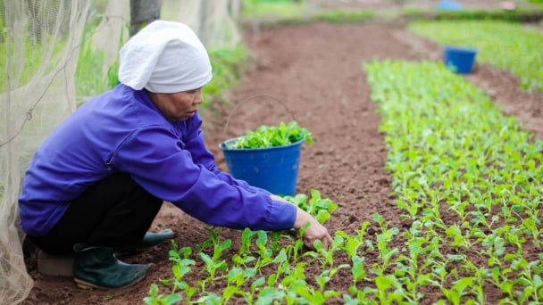 Kỹ thuật trồng rau cải ngọt an toàn, xanh tốt