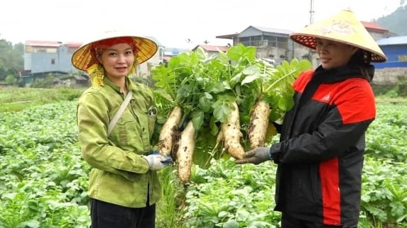 Mùa củ cải trắng thắng lợi tạo niềm tin cho người nông dân