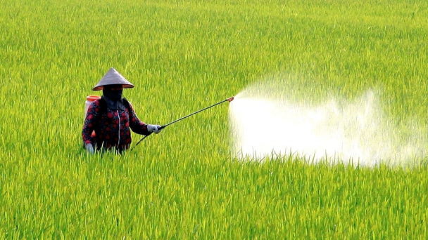 Nam Định: Mật độ sâu cuốn lá nhỏ cao gấp 5 - 7 lần năm trước