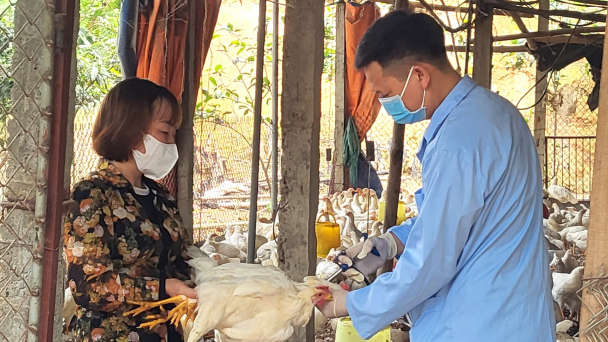 Trên 80% tổng đàn vật nuôi Vĩnh Phúc được tiêm đầy đủ vacxin