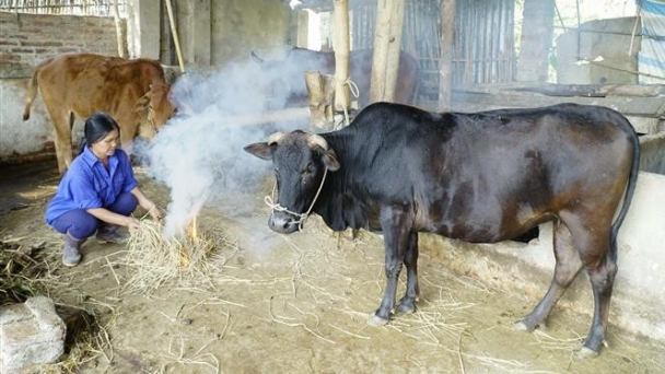Chủ động ứng phó với thời tiết rét đậm