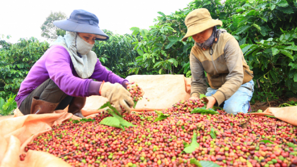 VnSAT giúp người trồng cà phê thay đổi tư duy canh tác
