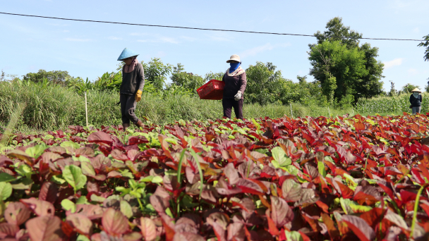 Trang trại rau hữu cơ đầu tiên tại Đắk Lắk của kỹ sư 9X