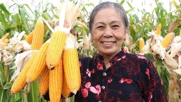 Giống ngô lai TM181 đóng bắp kín, lõi nhỏ, chịu bệnh tốt, cần ít phân thuốc
