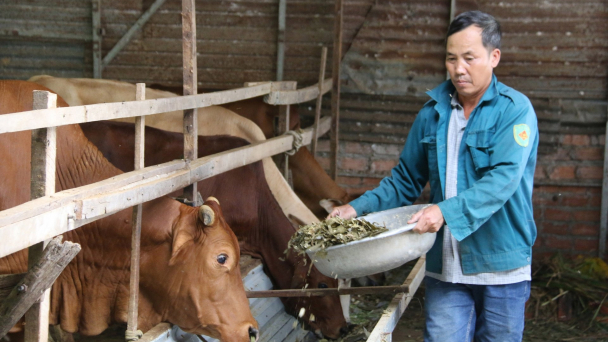 Nông nghiệp tuần hoàn xoay quanh con bò thịt