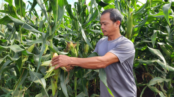 Ngô sinh khối 'ăn' phân bón Bình Điền, năng suất 74 - 78 tấn/ha