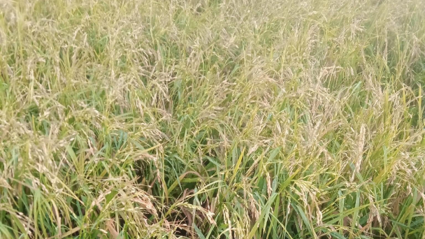 Hàng trăm ha lúa mất trắng sau trận mưa đá