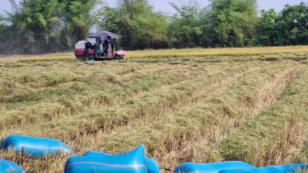 Đắk Lắk 'thoát hiểm', thắng lợi vụ đông xuân