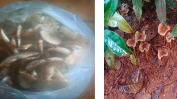 Ăn nhầm nấm độc, 6 người trong gia đình nhập viện