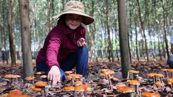 Trồng nấm linh chi dưới tán rừng keo, lợi đủ đường