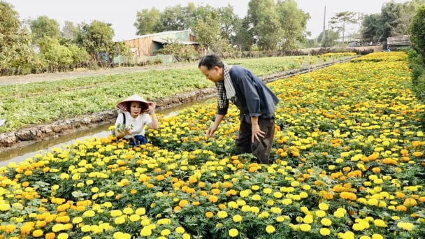 ‘Làng trong phố’ rực rỡ sắc xuân đắm say du khách!
