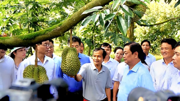Thành lập Hiệp hội sầu riêng tỉnh Đồng Nai