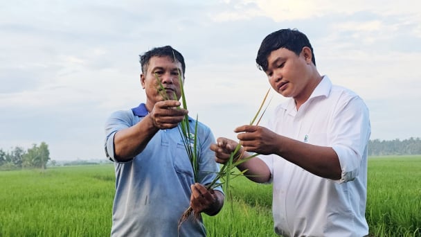 Vụ lúa thu đông ĐBSCL đối mặt dịch hại, thời tiết cực đoan