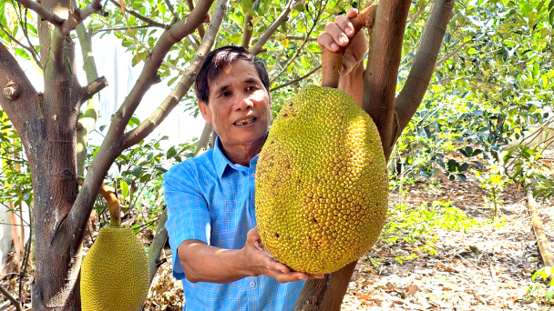 Ra đồng, thăm vườn đầu năm